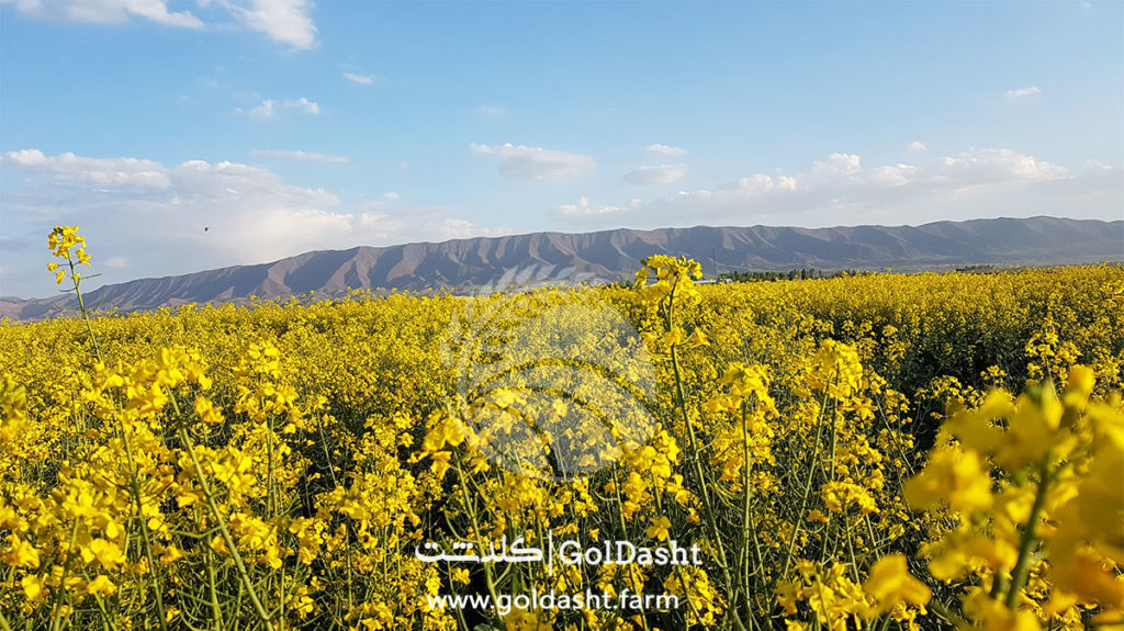 (.Brassica spp) کلزا گیاهان پوششی کشت کلزا