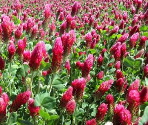 (Trifolium incarnatum) شبدر کریمسون/ شبدر لاکی گیاهان پوششی شبدر لاکی