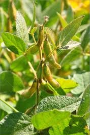 (Glycine max) سویا گیاهان پوششی کشت سویا