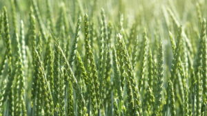 (Triticum spp.) گندم اسپلت گیاهان پوششی کشت گندم اسپلت