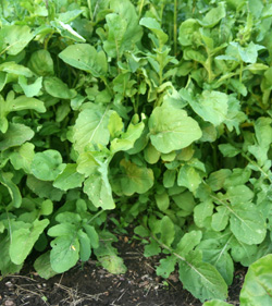 (Eruca sativa) آراگولا گیاهان پوششی کشت آراگولا