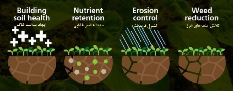 مزایای گیاهان پوششی در کنترل فرسایش و حفظ ماده آلی خاک