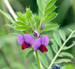 (vicia sativa) ماشک سردسیری گیاهان پوششی کشت ماشک شردسیری