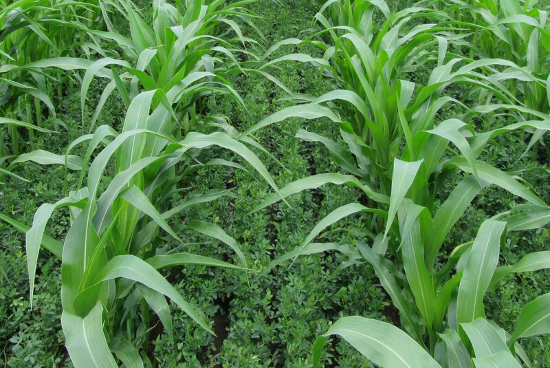 میان کاری (Interseeding) یونجه در ذرت میان کاری یونجه در ذرت