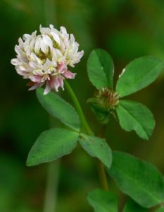 (Trifolium hybridum) شبدر سوئدی گیاهان پوششی شبدر سوئدی