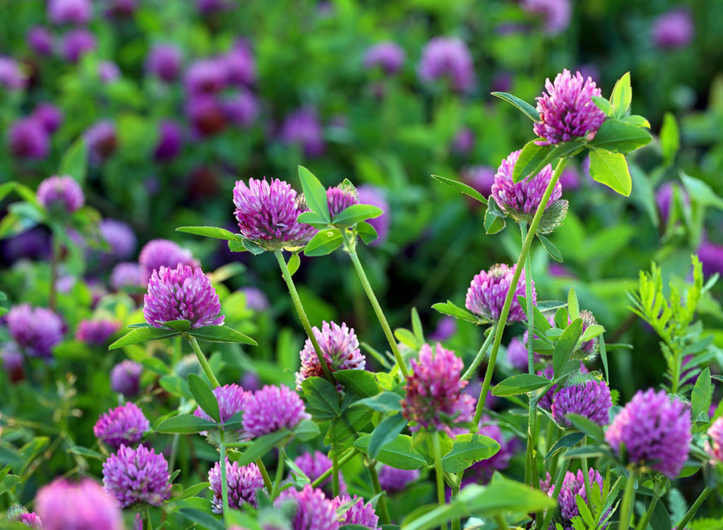 (Trifolium pratense) شبدر قرمز گیاهان پوششی شبدر قرمز