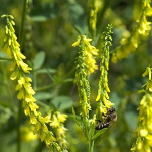 (Melilotus officinalis) شبدر شیرین زرد گیاهان پوششی شبدر شیرین زرد