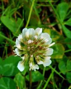 (Trifolium repens) شبدر سفید گیاهان پوششی شبدرسفید