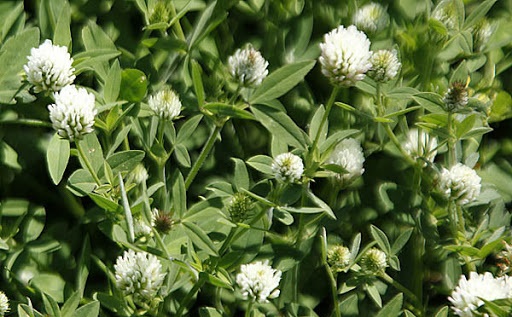 (Trifolium alexandrinum) شبدر برسیم گیاهان پوششی شبدر برسیم