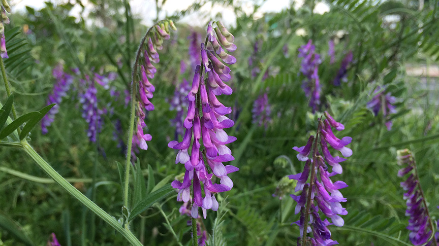 (Vicia villosa) ماشک گلخوشهای گیاهان پوششی ماشک گل خوشه ای