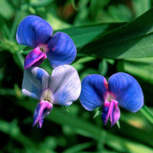 (Lathyrus sativus) خلر گیاهان پوششی کشت خلر