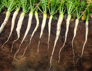 تربچه روغنی (oilseed radish) شخم بیولوژیکی تربچه روغنی در کشاورزی حفاظتی