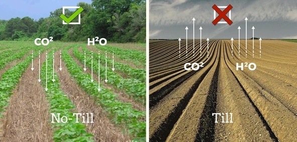 روش خاکورزی موثر در کشت محصولات کشاورزی با استفاده از گیاهان پوششی در کشاورزی حفاظتی
