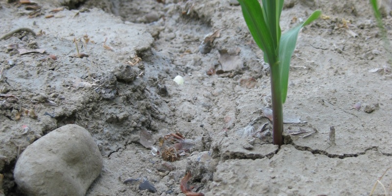 فرسایش خاک در نتیجه مدیریت نادرست مزارع کشاورزی