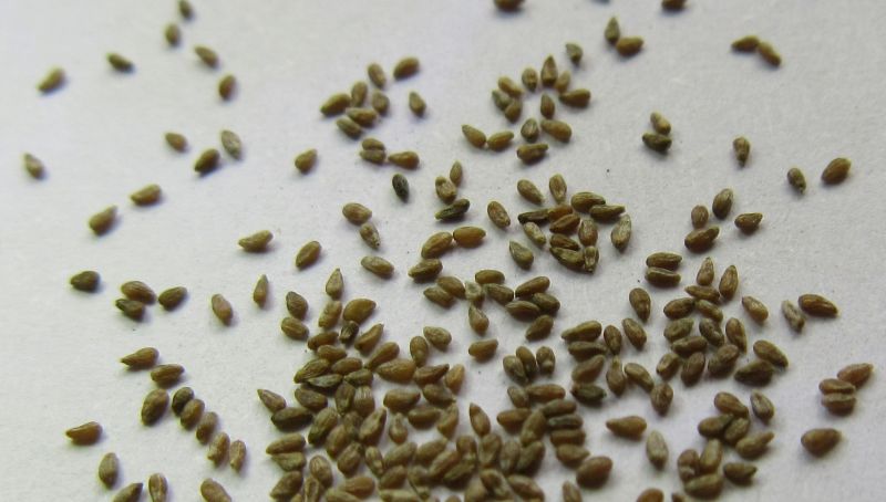 بذر افسنطین (Artemisia absinthium seed) بذر گیاه افسنطین
