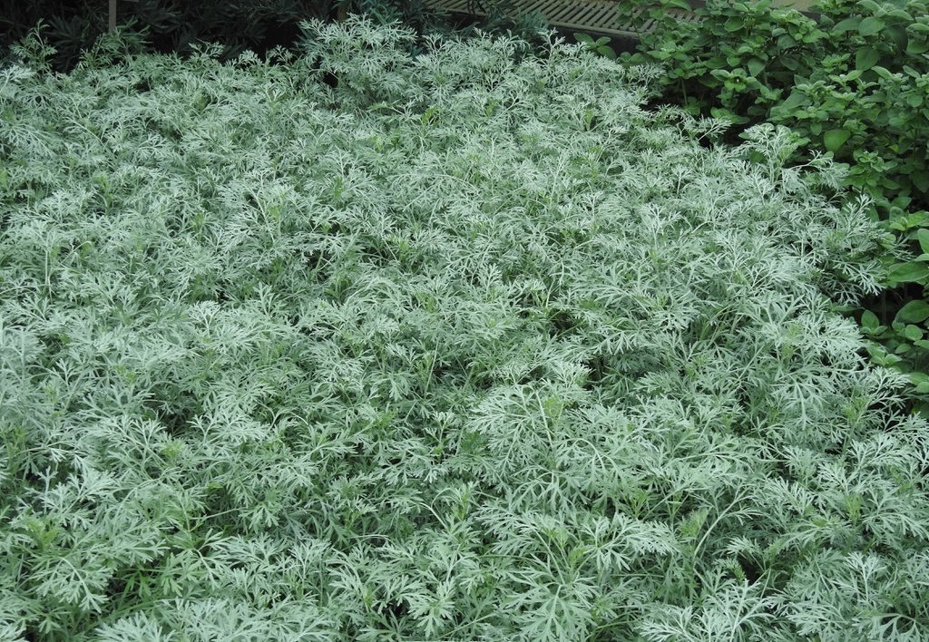 افسنطین (Artemisia absinthium/Wormwood) بوته گیاه دارویی افسنطین
