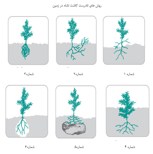 کشت نشاء در زمین