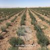 goldasht-thyme-1