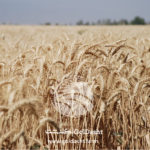 wheat farm-Goldasht-co