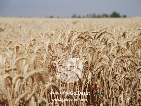 wheat farm-Goldasht-co