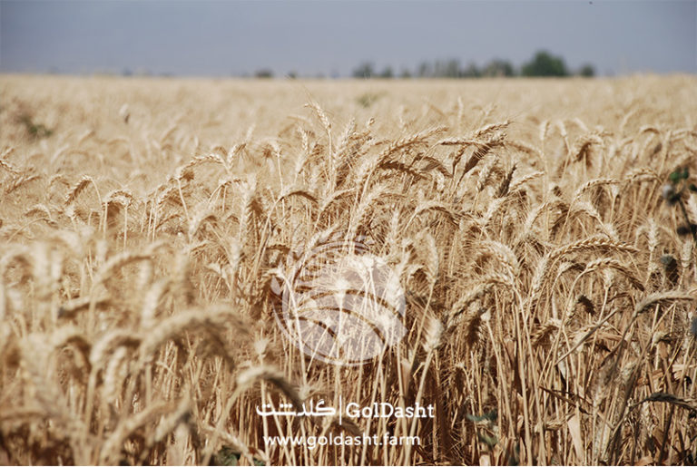 wheat farm-Goldasht-co